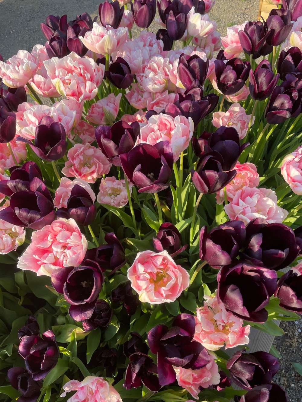 Tulipanblanding 'Isabella'